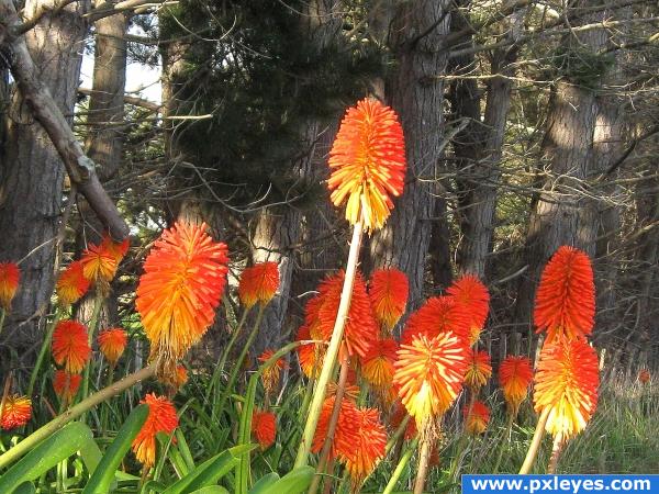 Red Hot Pokers